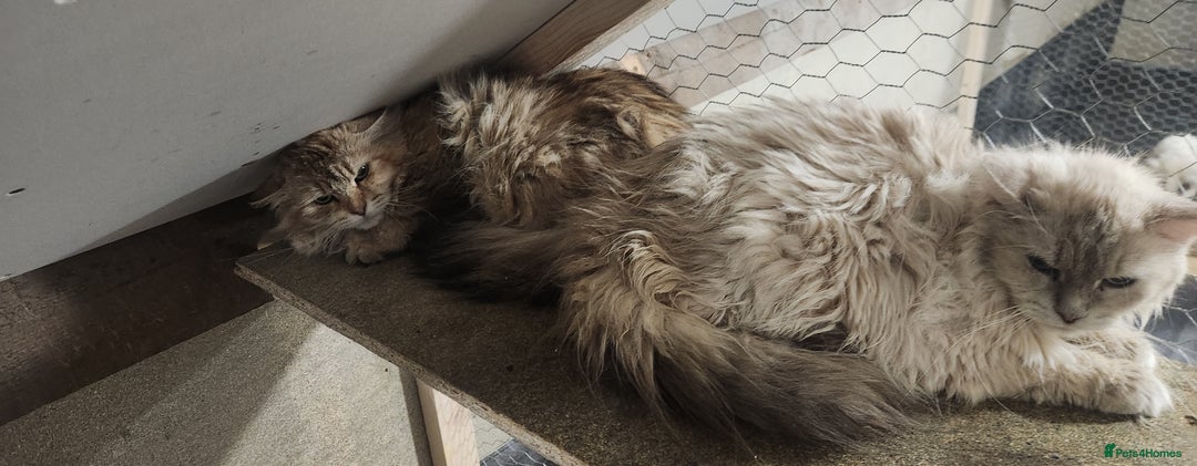 Siberian cats for sale: Siberian queen for sale  - Image 3