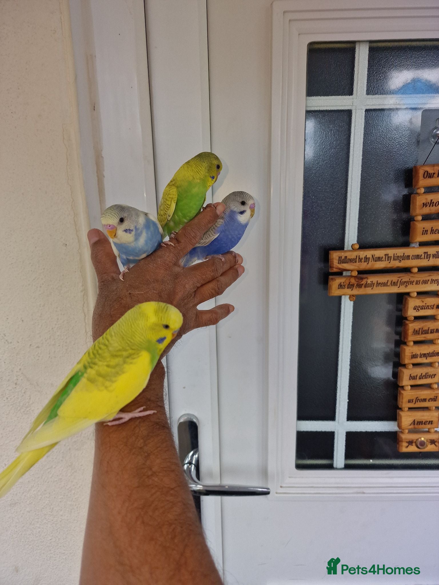 Budgerigars birds Super silly hand tamed baby budgies  - Advert 19