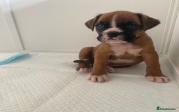 Boxer dogs for sale: Stunning Bob and long tail litter - Image 7