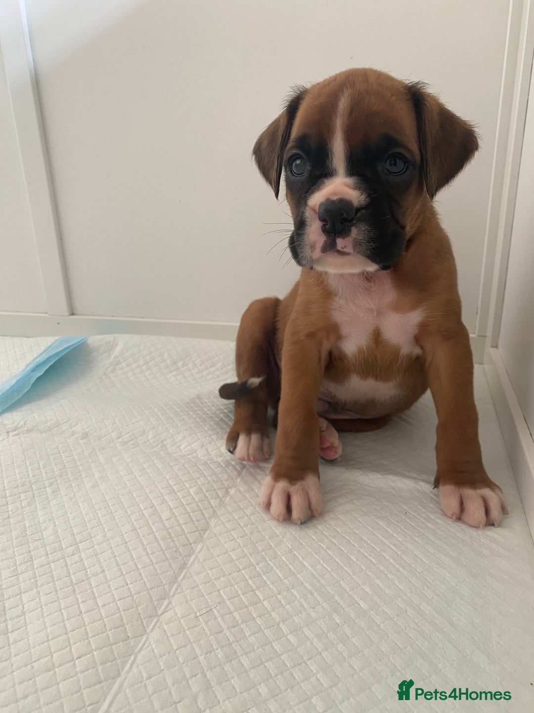 Boxer dogs for sale: Stunning Bob and long tail litter - Image 7