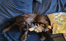 Cocker Spaniel dogs for sale: sturchford cockers - Image 4