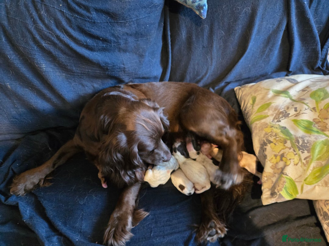 Cocker Spaniel dogs for sale: sturchford cockers - Image 4