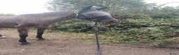 Appaloosa horses for sale: 15.3 Appaloosa mare - Advert 12