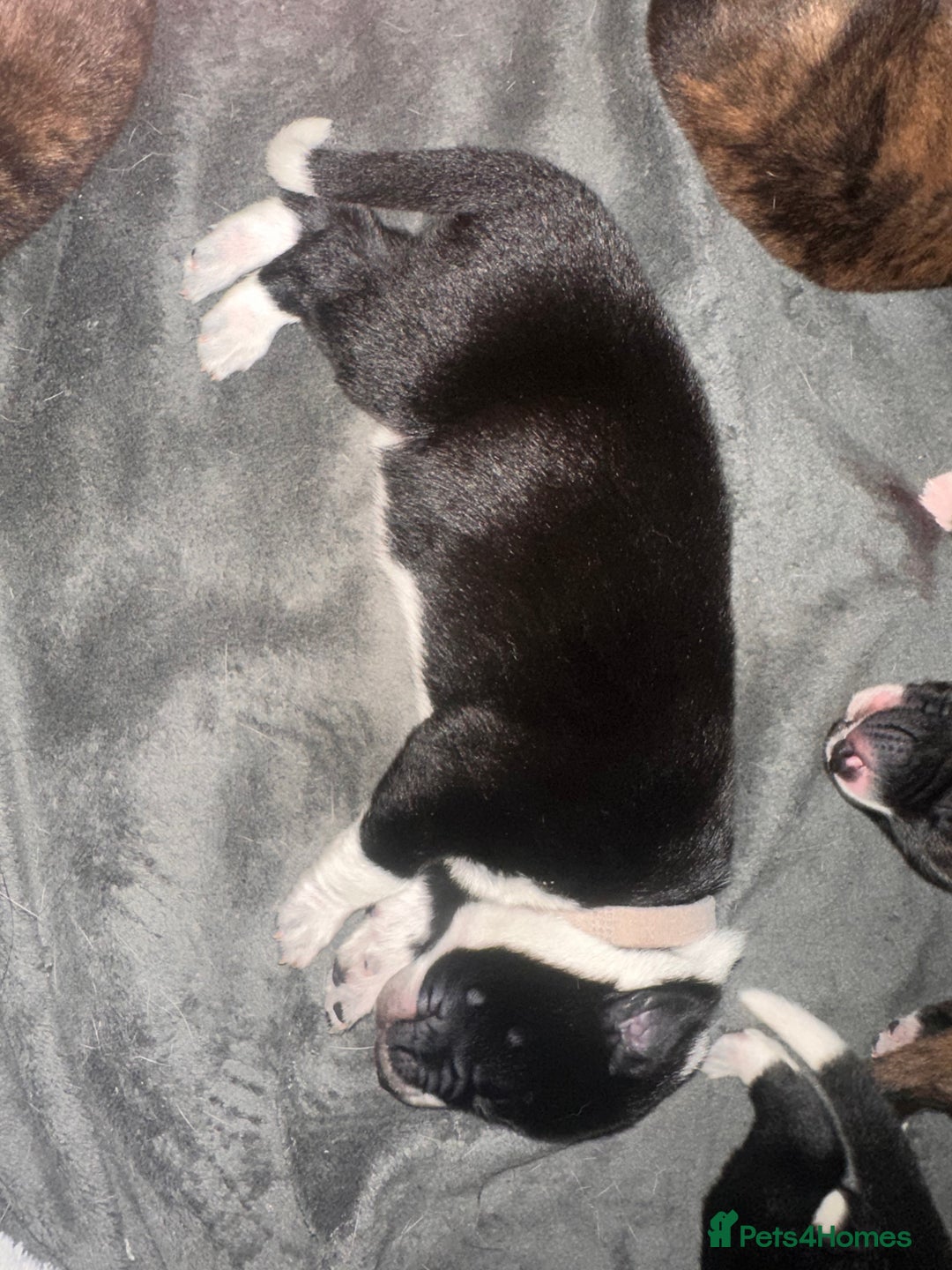 Mixed Breed dogs for sale: 8 beautiful pups for sale - Image 5