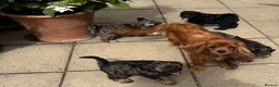 Cavapoo dogs for sale: Amazing coloured fi cavapoo health tested parents  - Advert 23