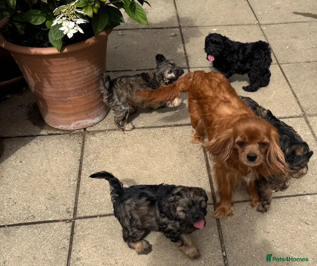 Cavapoo dogs for sale: Amazing coloured fi cavapoo health tested parents  - Advert 23