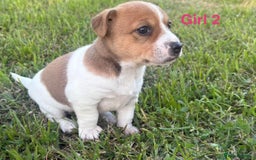 Jack Russell dogs for sale: Jack Russell Pups  - Image 4