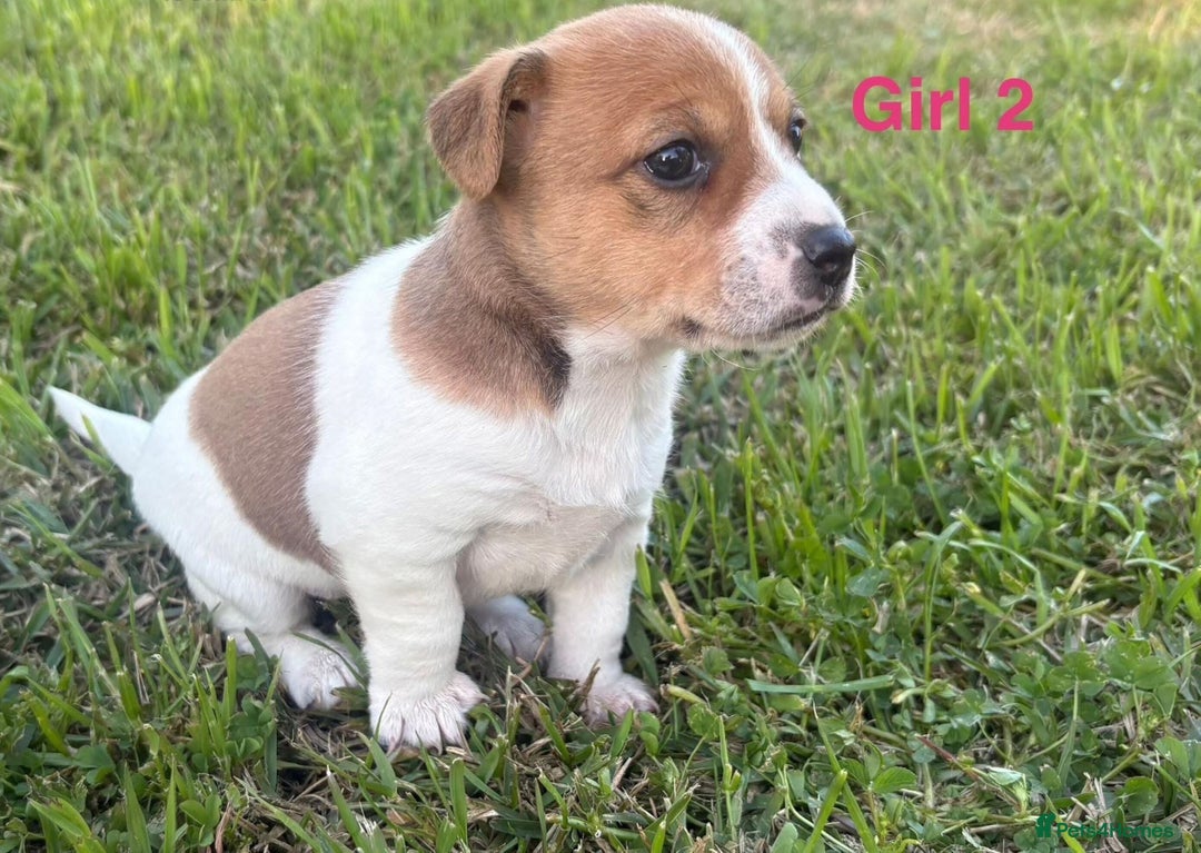 Jack Russell dogs for sale: Jack Russell Pups  - Image 4