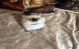 Ragdoll cats for sale: Quick sale - Image 4