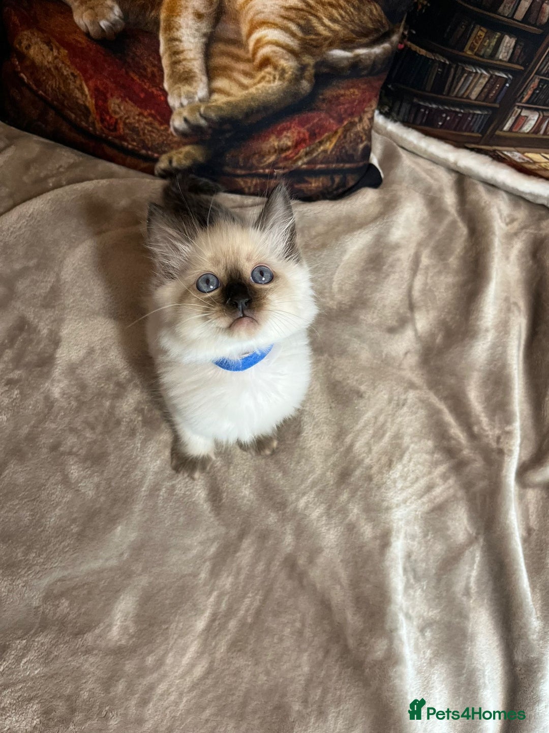 Ragdoll cats for sale: Quick sale - Image 4