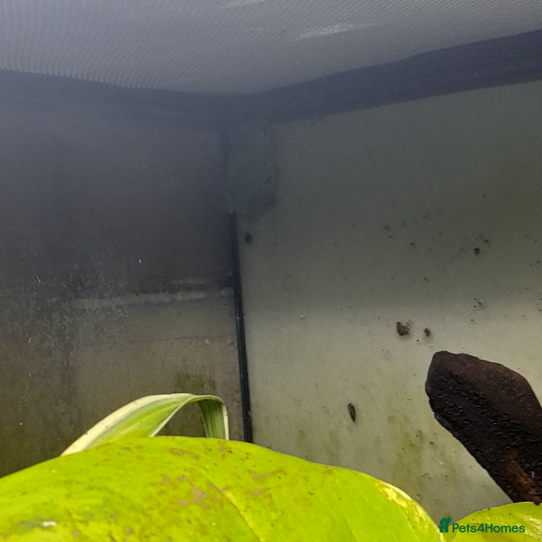 Gecko reptiles for sale: Geckos Fish Frogs full setups - Image 28