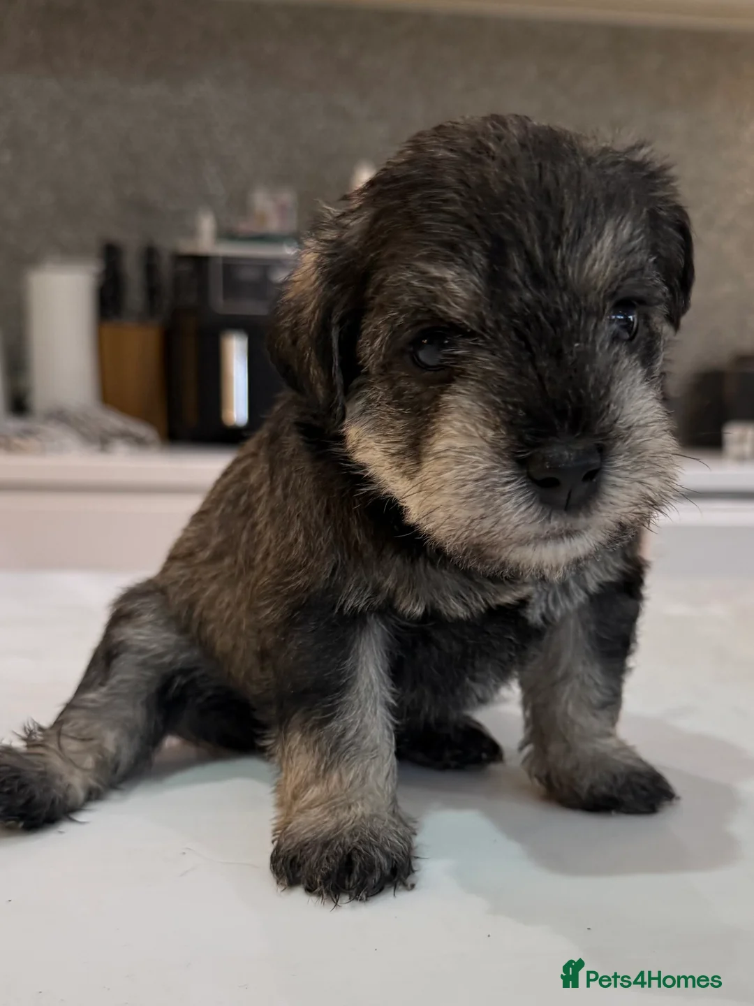 Miniature Schnauzer dogs for sale: Beautiful KC Registered Miniature Schnauzer - Advert 8