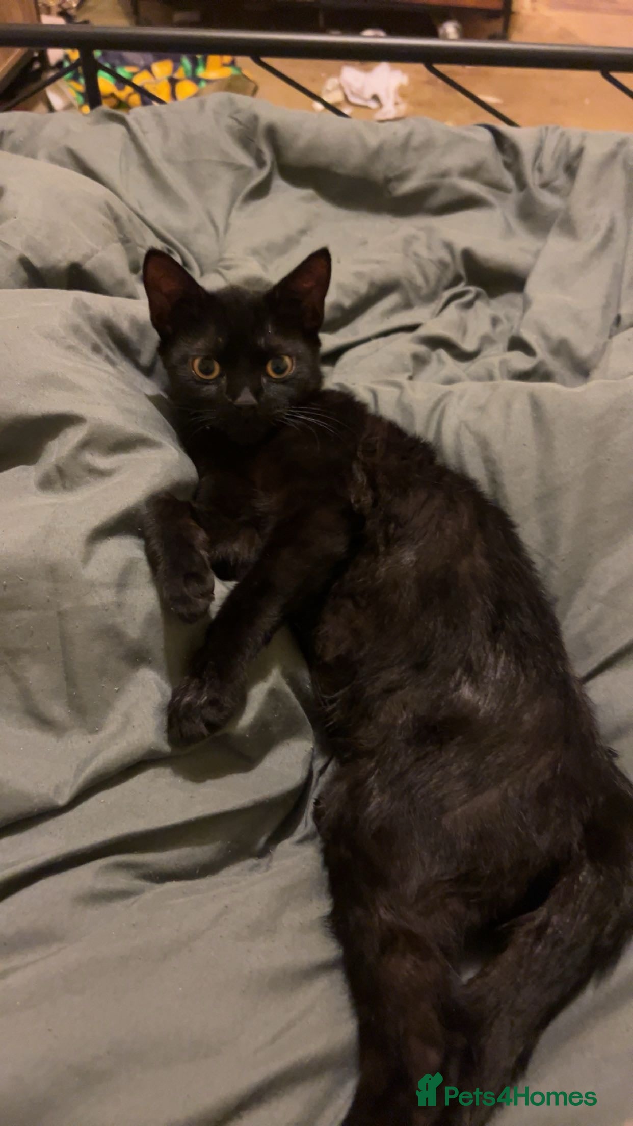 Bombay cats 2 Bombay cats  - Advert 1