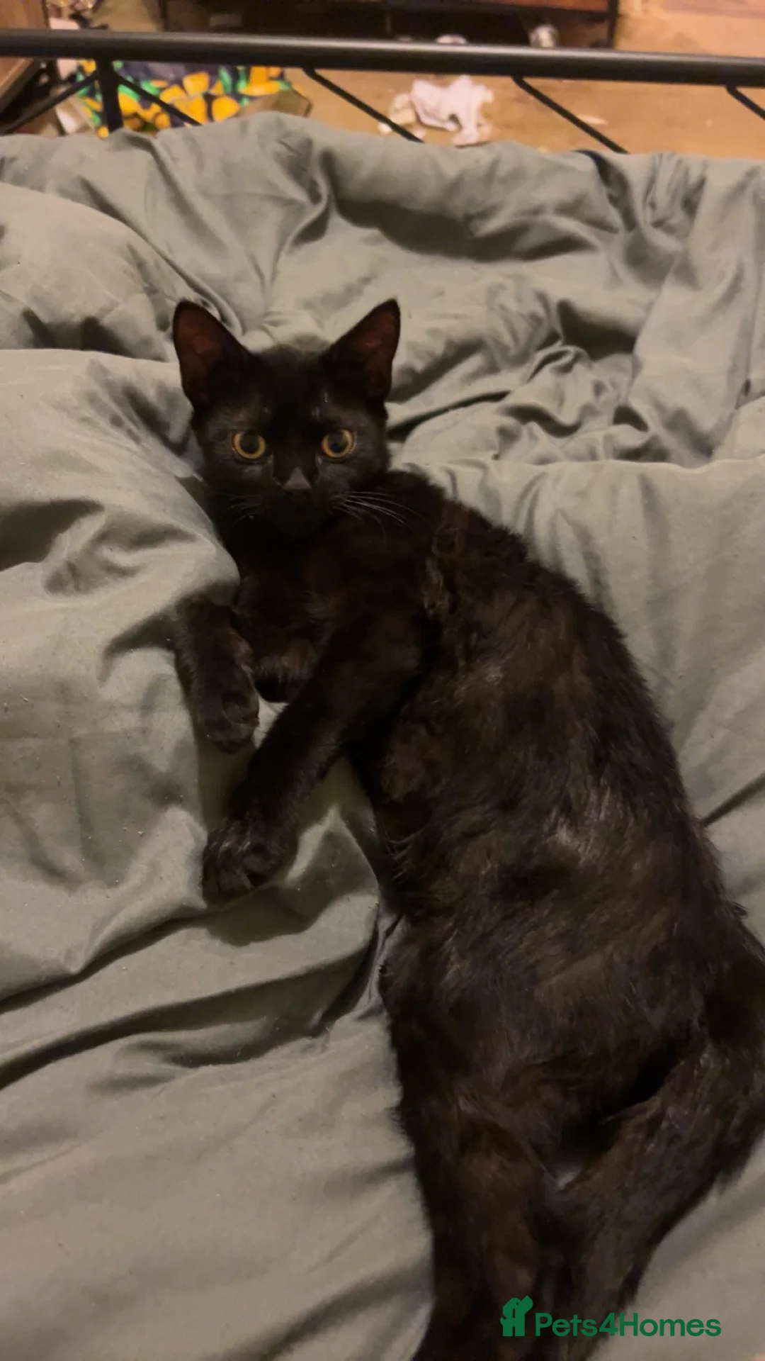 Bombay cats for sale: 2 Bombay cats  - Advert 1