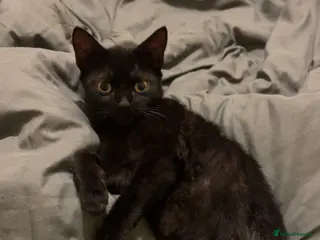 Bombay cats 2 Bombay cats - Advert 1