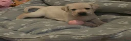 Labrador Retriever dogs for sale: 3 Beautiful Labs for sale 2x Boys 1x Girls  - Advert 25