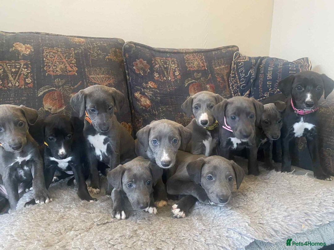 Mixed Breed dogs for sale: Beautiful Saluki x Whippet puppies - Image 3