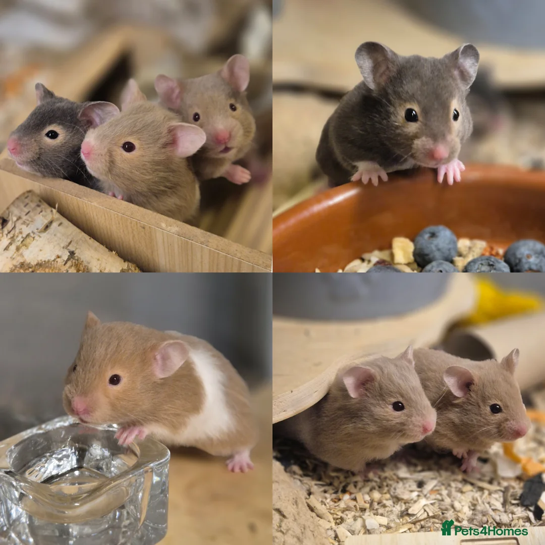 Hamster rodents for sale: Female Mink Pedigree Syrian Hamster 12 weeks old - Advert 3