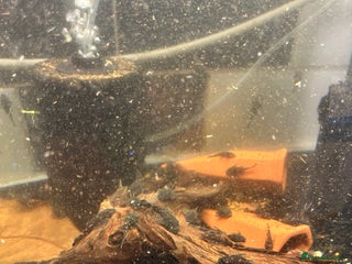 Plecos fish - Advert 33