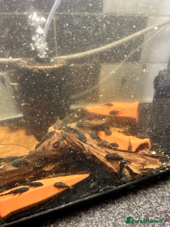 Plecos fish - Advert 8