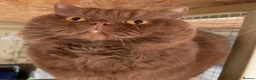 British Shorthair cats for sale: 🐾 GCCF Registered British Shorthair Kittens 🐾 - Advert 17