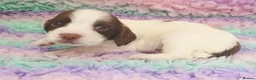 English Springer Spaniel dogs for sale: KC Homebred Health Tested Vet Social Pups 🩷 - Advert 2