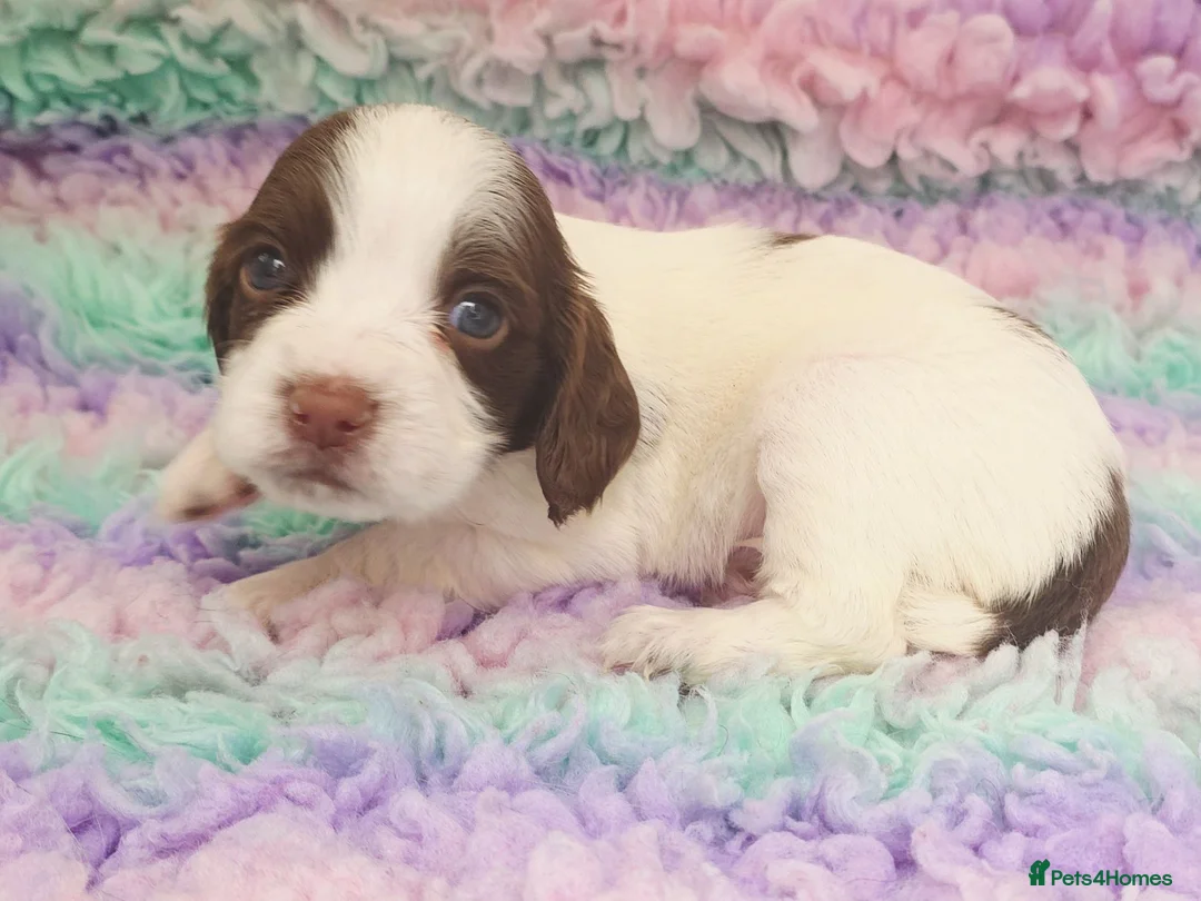 English Springer Spaniel dogs for sale: KC Homebred Health Tested Vet Social Pups 🩷 - Advert 2
