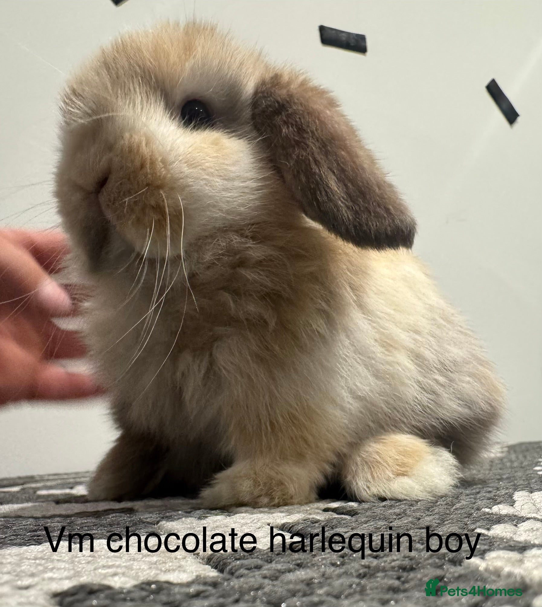 Mini Lop rabbits ⭐️mini lops ready to reserve⭐️ - Advert 1