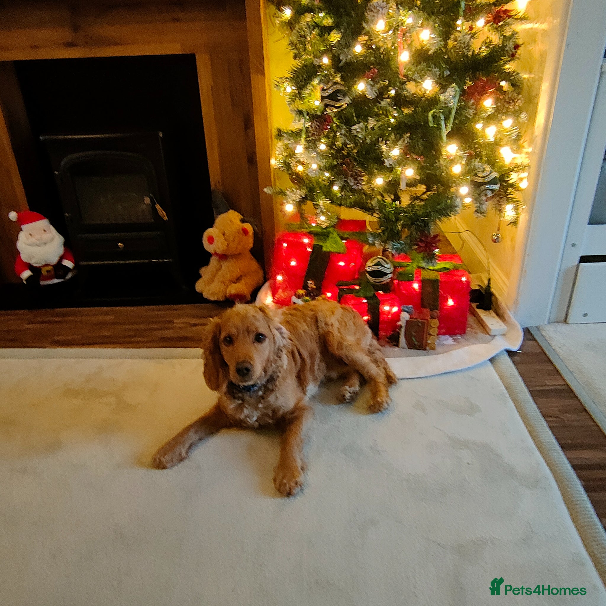Cockapoo dogs for stud: Cockapoo for stud  in Yeovil - Advert 4