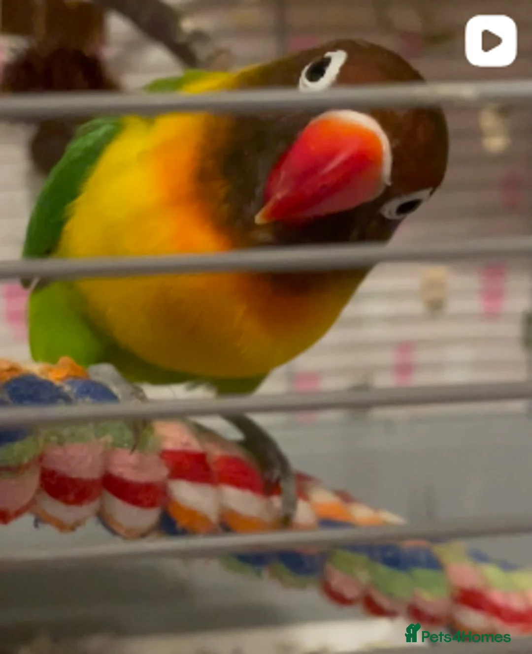 Lovebirds birds for sale: Kiko trying to find a new home with lots of love in London - Advert 1