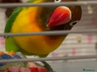 Lovebirds birds Kiko trying to find a new home with lots of love in London - Advert 4