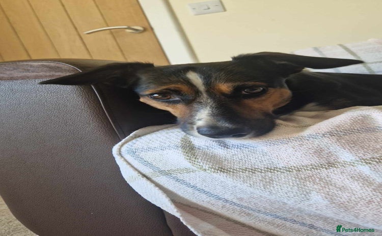 Mixed Breed dogs Collie mix rottie looking for forever home - Advert 6