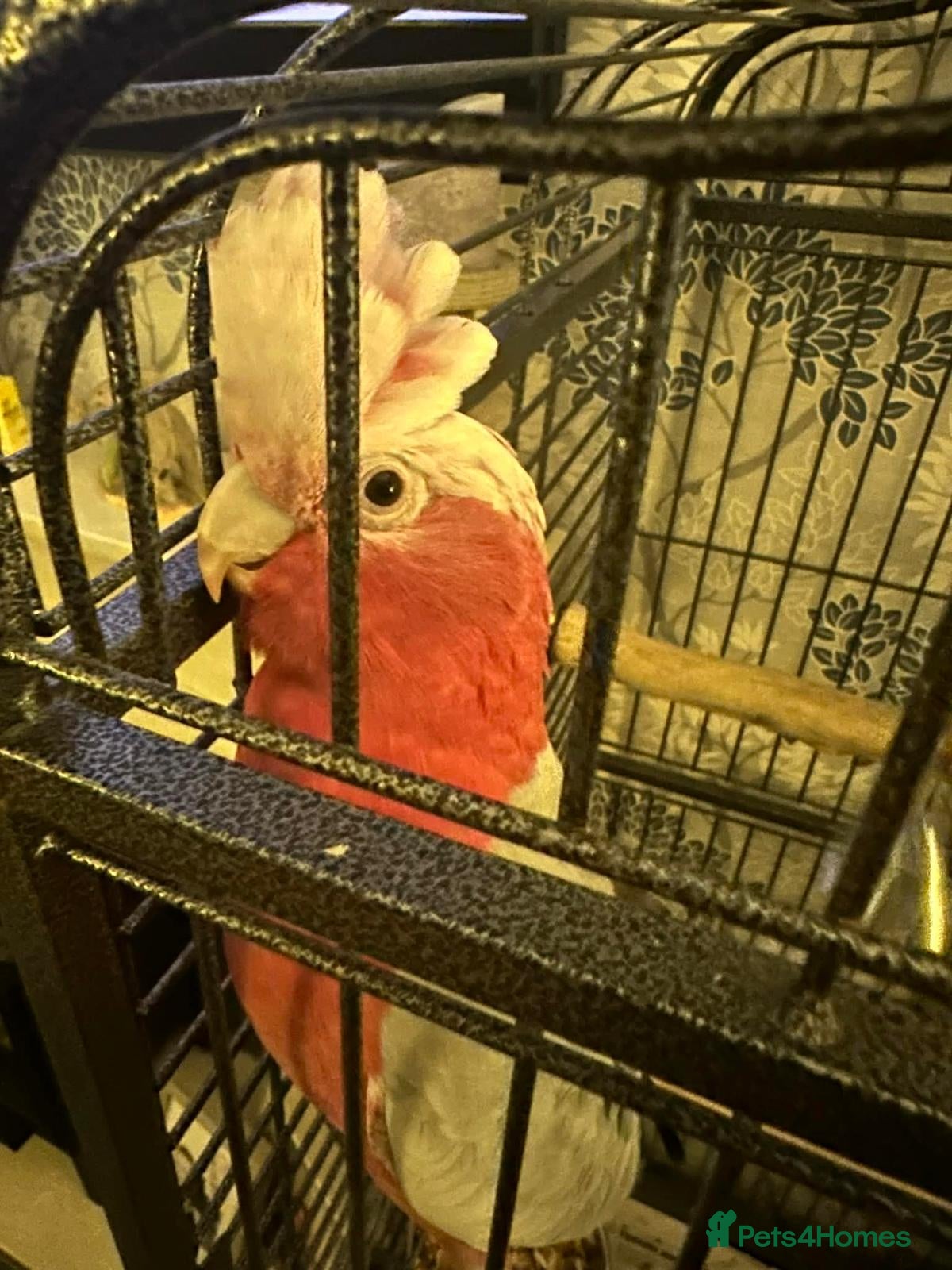 Parrots birds PARAKEETS/PARROTS/AMAZON/COCKATOO/MACAW available  - Advert 2