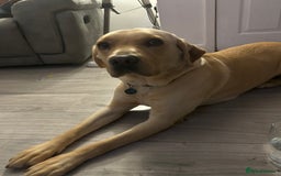 Labrador Retriever dogs for sale: Dennis 5 year old KC Labrador  - Image 4