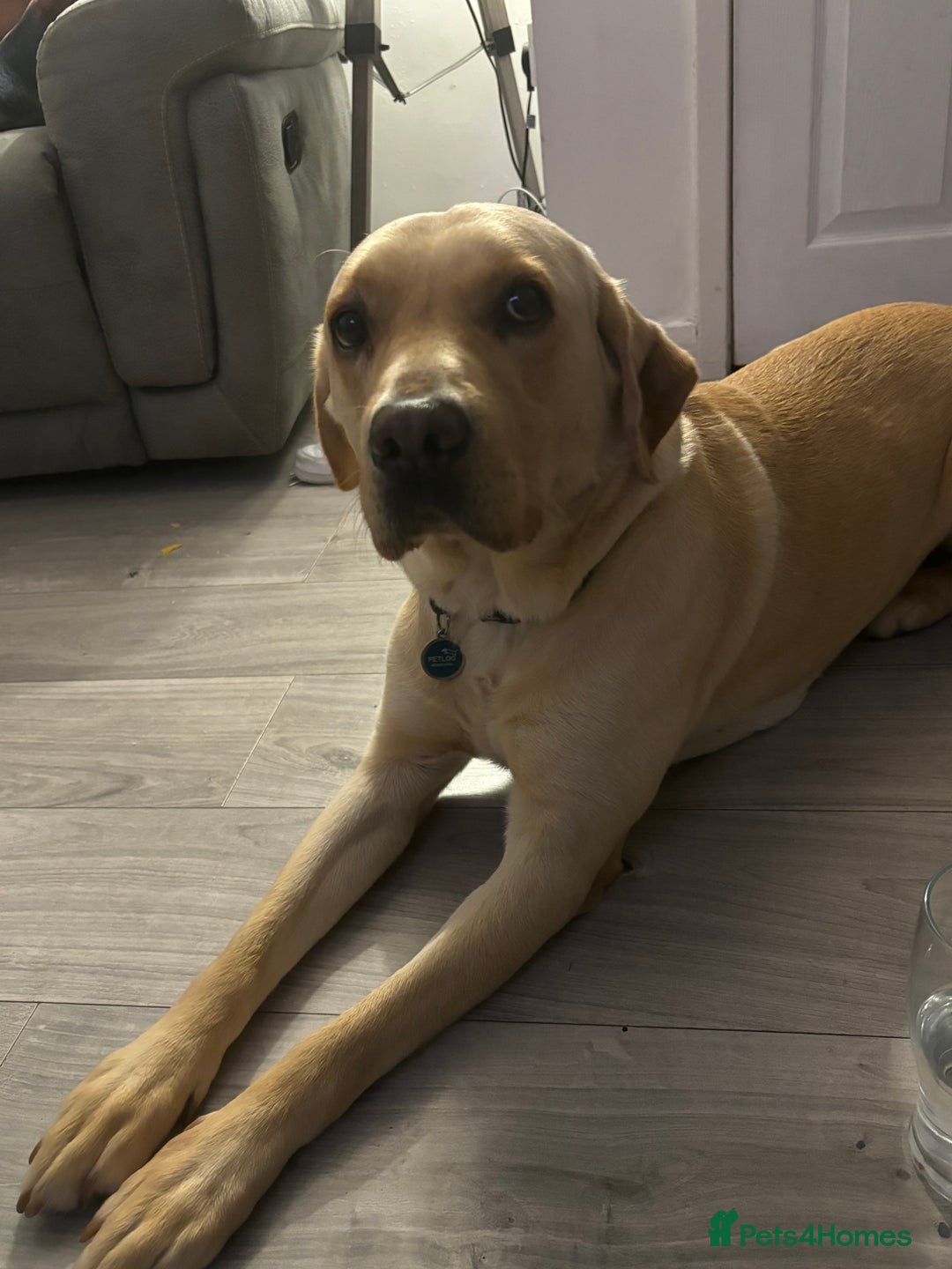 Labrador Retriever dogs for sale: Dennis 5 year old KC Labrador  - Image 4
