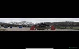 Irish Thoroughbred horses for sale: Second pony for games / hunting - Advert 6