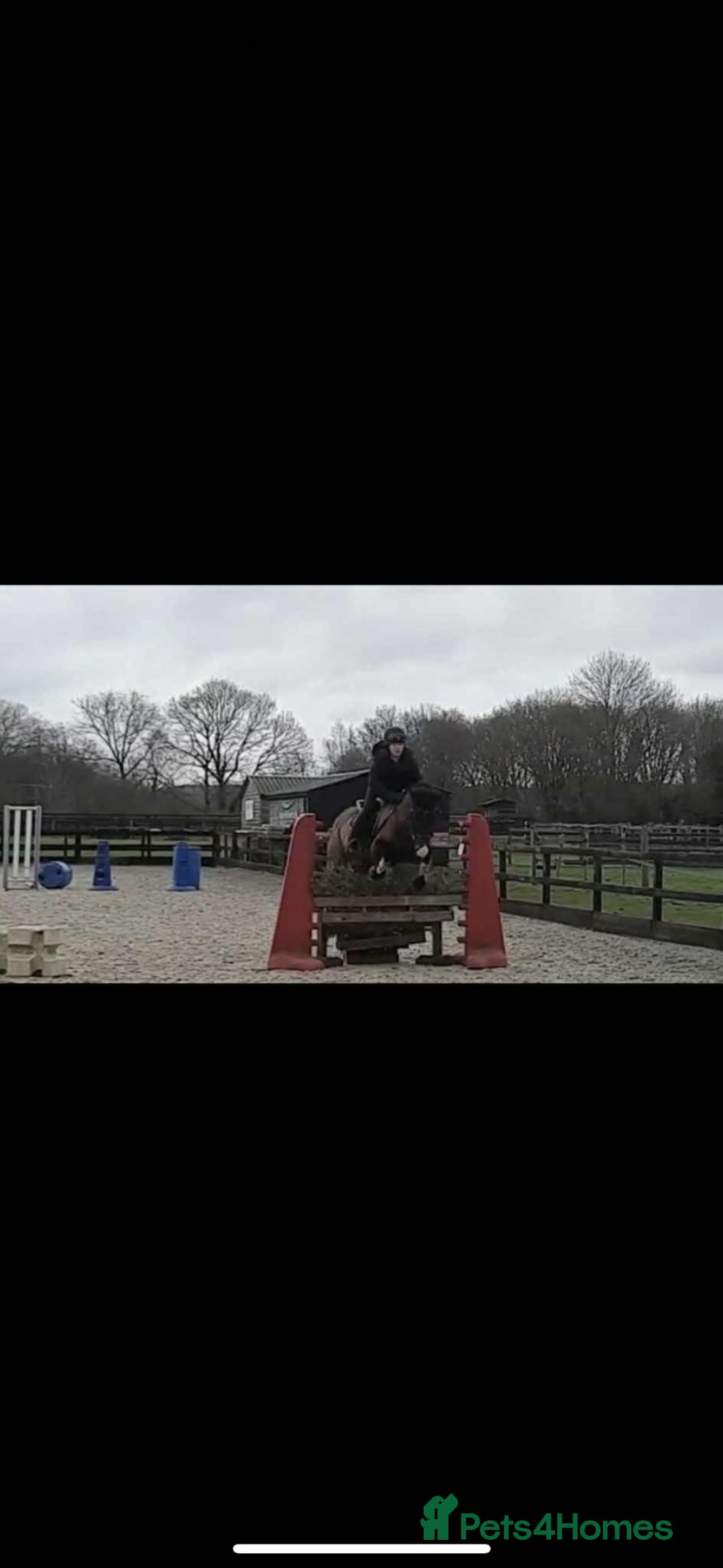 Irish Thoroughbred horses for sale: Second pony for games / hunting - Advert 6