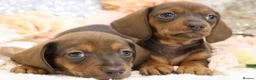 Dachshund dogs for sale: KC Miniature Dachshund Puppies - Advert 8