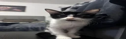 Mixed Breed cats for sale: Black and White Maine Coon Mix Male Kitten - Advert 3