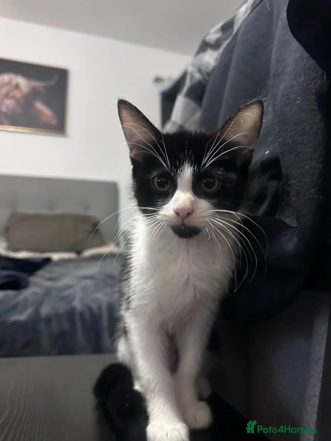 Mixed Breed cats for sale: Black and White Maine Coon Mix Male Kitten - Advert 3