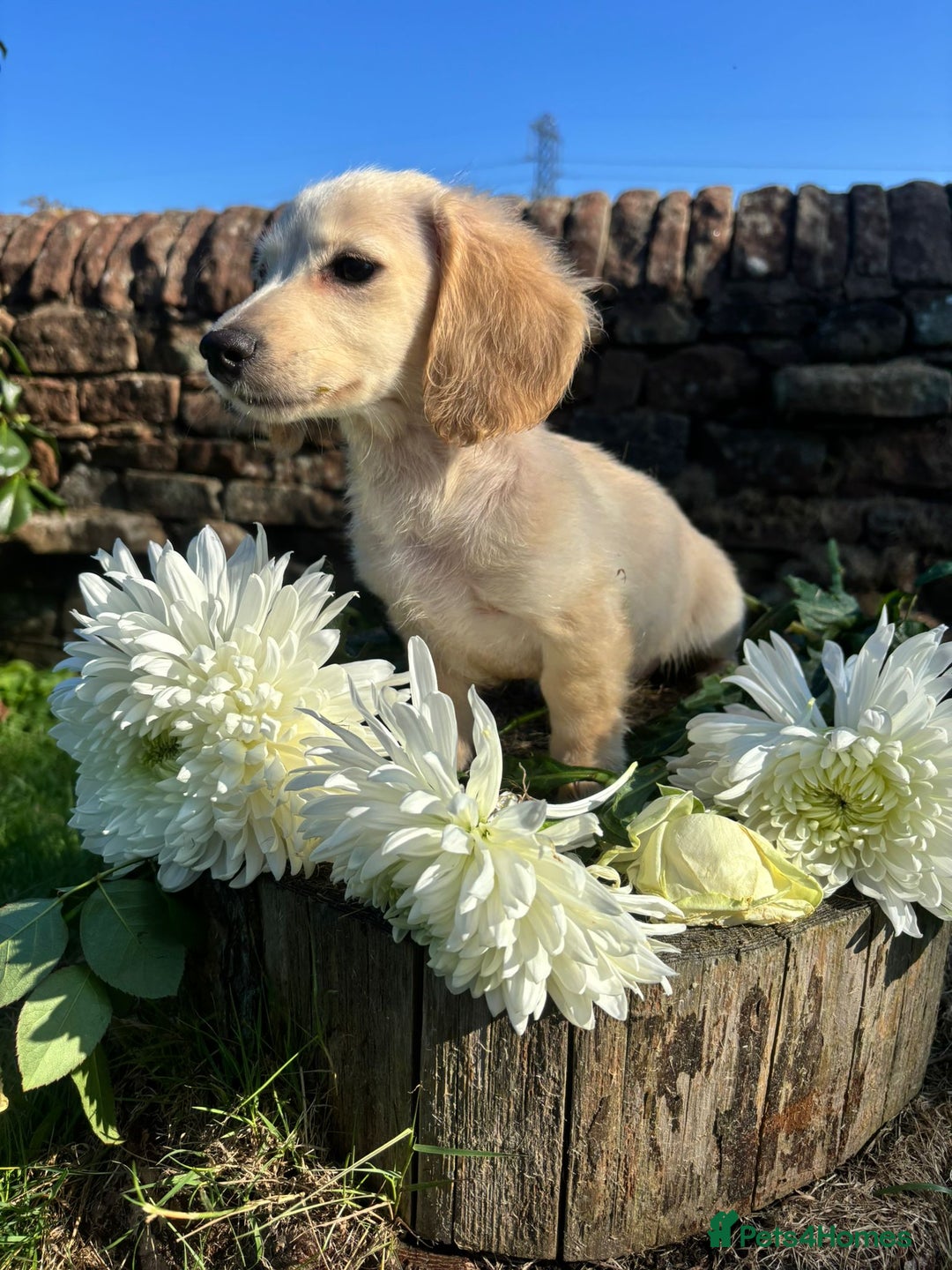 Miniature Dachshund dogs for sale: KC reg Miniature English cream dachshund girl  - Image 1