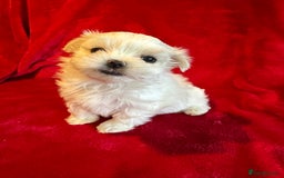 Maltese dogs for sale: Updated 24/07 KC Reg tiny Korean Maltese Puppies. in Ware - Image 15
