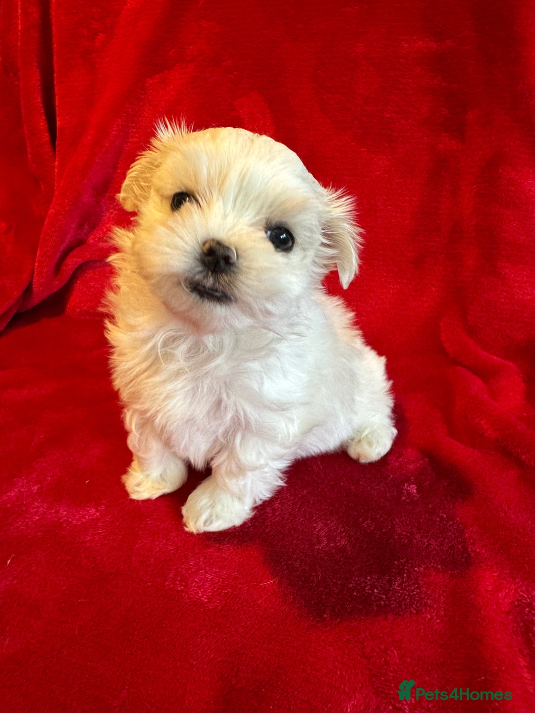 Maltese dogs for sale: Updated 24/07 KC Reg tiny Korean Maltese Puppies. in Ware - Image 15