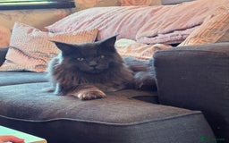 Maine Coon cats for sale: Stunning Maine coon kittens  - Image 10