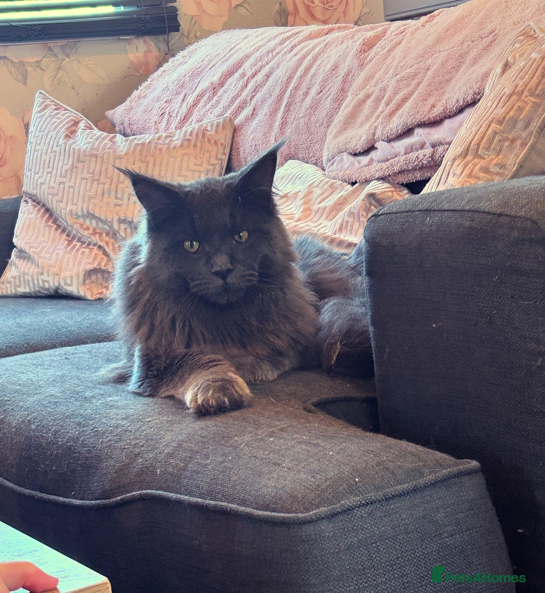 Maine Coon cats for sale: Stunning Maine coon kittens  - Image 10