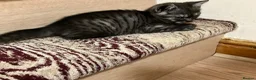 British Shorthair cats for sale: Rare BSH kitten - Advert 2