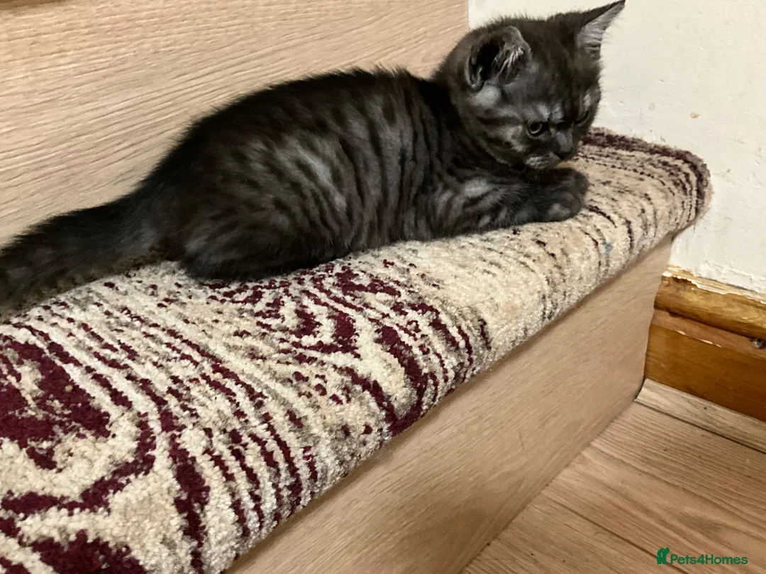 British Shorthair cats for sale: Rare BSH kitten - Advert 2