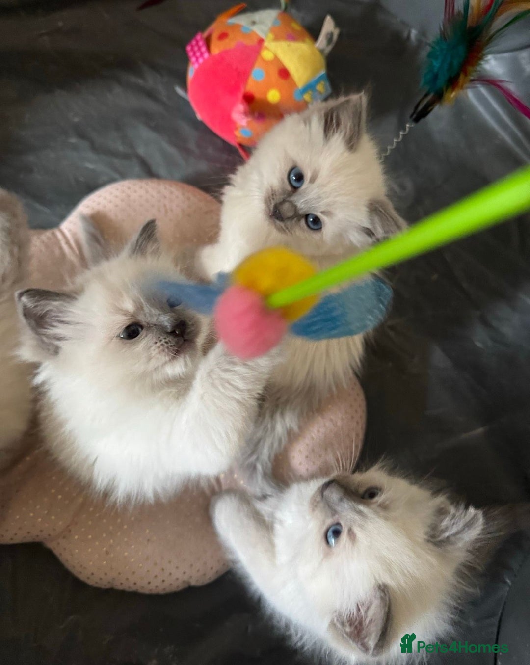 Ragdoll cats for sale: Humble purebred Active Ragdolls - Advert 1