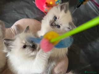 Ragdoll cats for sale: Humble purebred Active Ragdolls - Advert 1