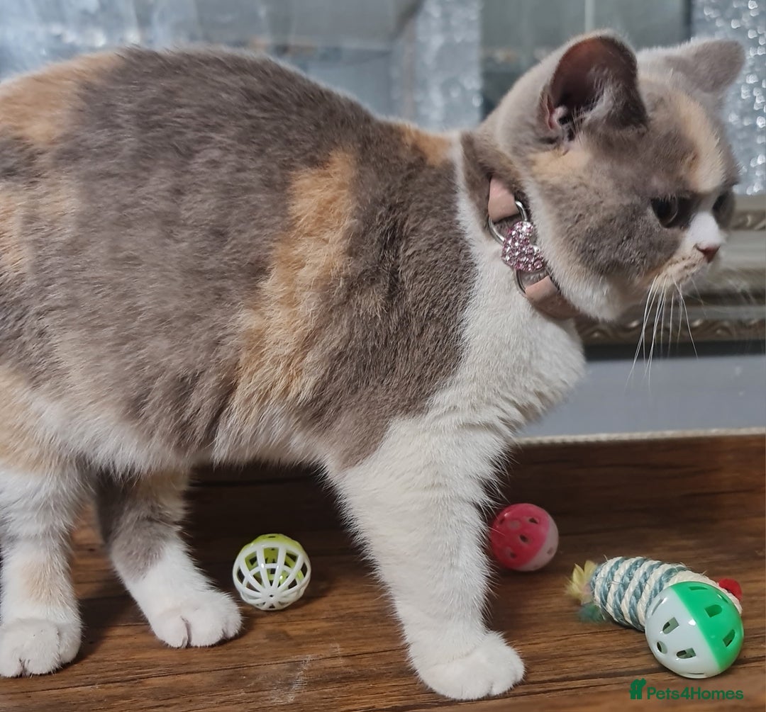 British Shorthair cats for sale: Pure bsh kittens from DNA & genetic tested parents - Image 8
